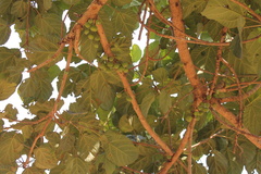 Ficus auriculata