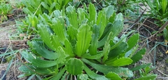 Plantago macrorhiza