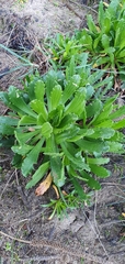 Plantago macrorhiza