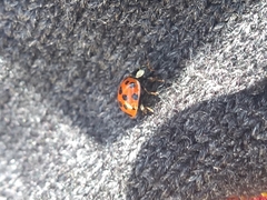 Harmonia axyridis