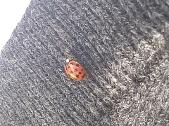 Harmonia axyridis