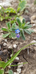 Buglossoides tenuiflora
