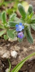 Buglossoides tenuiflora