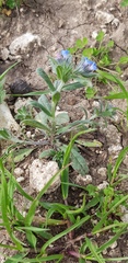 Buglossoides tenuiflora