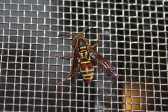 Polistes quadricingulatus