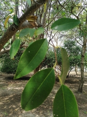 Annona glabra