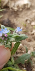 Buglossoides tenuiflora