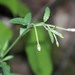 Spear-leaved Willowherb - Photo (c) enkidoo, some rights reserved (CC BY-NC)