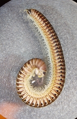 Uroblaniulus