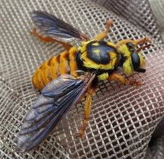 Laphria saffrana