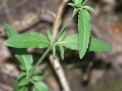 Epilobium lanceolatum