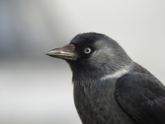 Corvus monedula soemmerringii