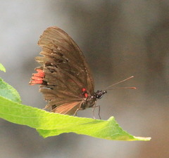 Biblis hyperia nectanabis