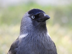 Corvus monedula soemmerringii