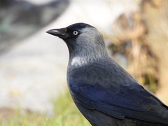 Corvus monedula soemmerringii