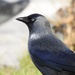Soemmerring's Jackdaw - Photo (c) Valia Pavlou, some rights reserved (CC BY-NC), uploaded by Valia Pavlou