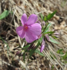 Phlox ovata