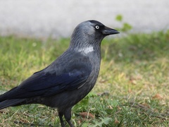 Corvus monedula soemmerringii