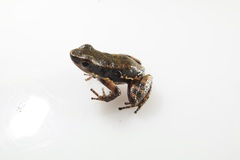 Colostethus panamansis