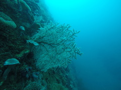 Chironephthya