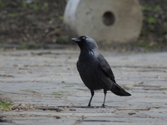 Corvus monedula soemmerringii