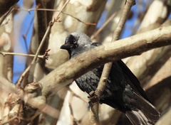 Corvus monedula soemmerringii