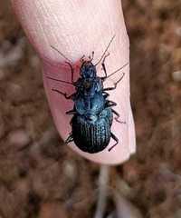 Licinus