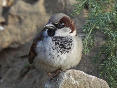 Passer domesticus balearoibericus