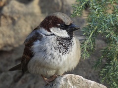 Passer domesticus balearoibericus