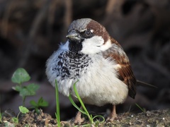 Passer domesticus balearoibericus