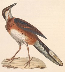 Painted Quail-Thrush photo 1