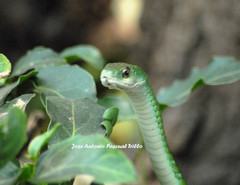 Philothamnus angolensis