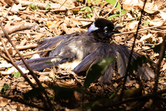 Cyanocorax chrysops