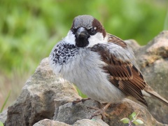 Passer domesticus balearoibericus