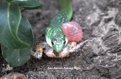 Philothamnus angolensis