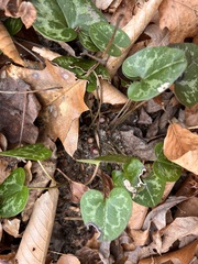 Hexastylis virginica