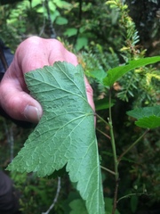 Ribes hudsonianum