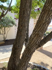 Dermatophyllum secundiflorum