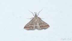 Charmodia vectis