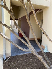 Dermatophyllum secundiflorum