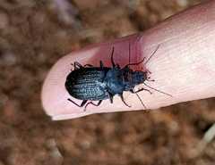 Licinus