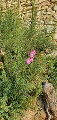 Antirrhinum tortuosum