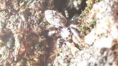 Salticus