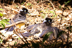 Cyanocorax chrysops