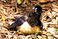 Cyanocorax chrysops