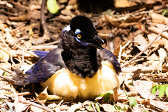 Cyanocorax chrysops