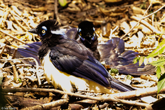 Cyanocorax chrysops