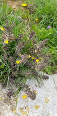Ajuga chamaepitys