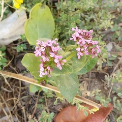 Fedia
