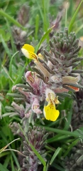 Ajuga chamaepitys